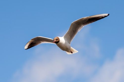 Boottocht Roofvolgels Wormer