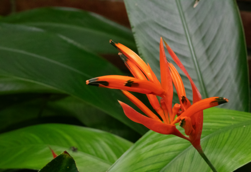 Macro fotografie Workshop Hortus Botanicus